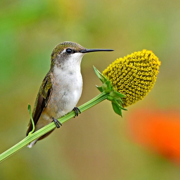 ruby throat hummingbird