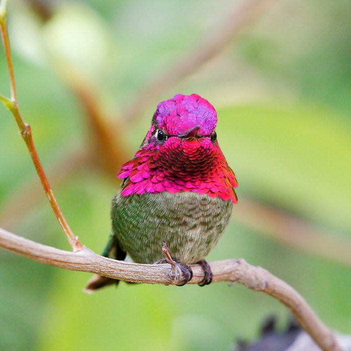 male anna hummingbird