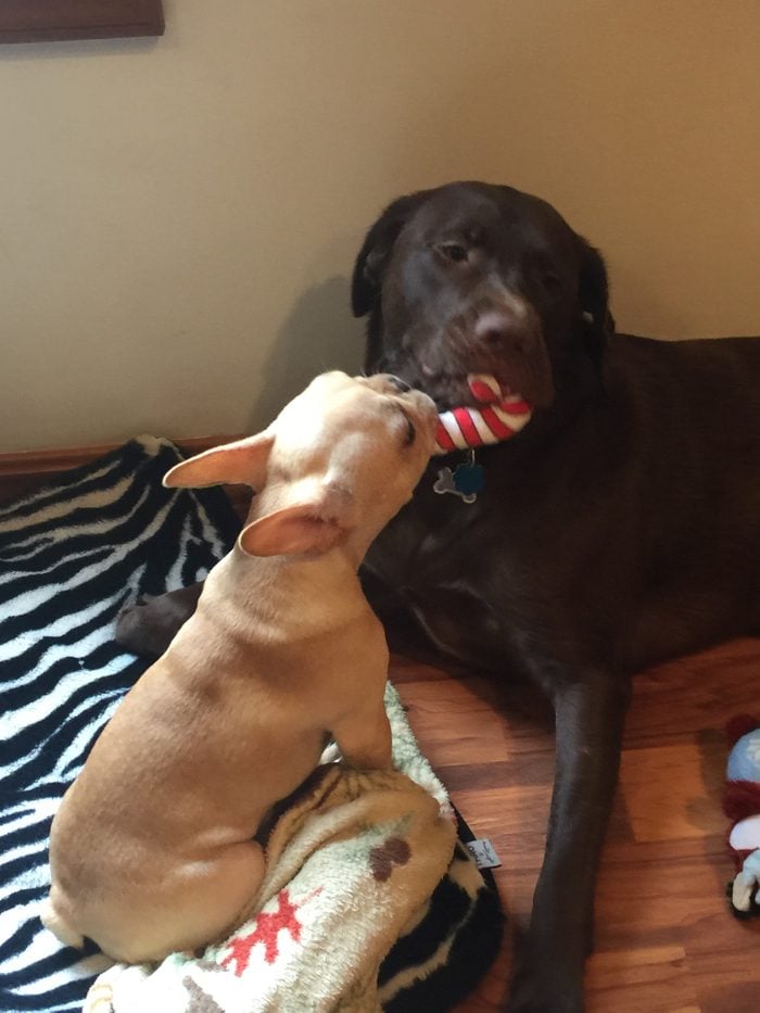 Nothing like pets sharing a Christmas candy cane. Sweet.