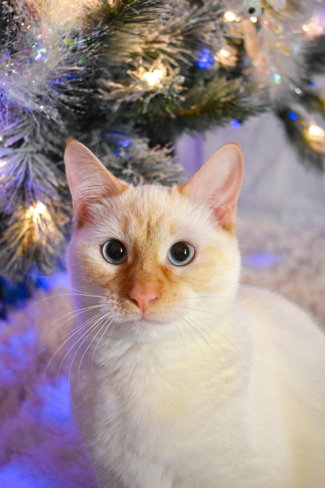 Adorable Pets Filled with Christmas Spirit | Reader's Digest