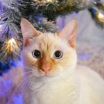 30 Adorable Pets Filled with Christmas Spirit