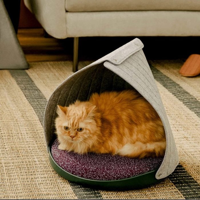 Cat Person Canopy Bed