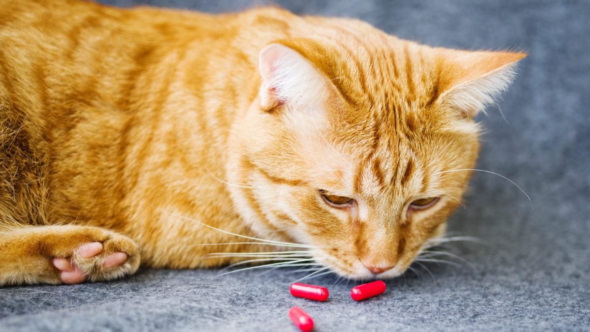 How to Give Your Cat a Pill