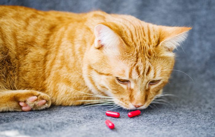 Sad orange cat and red pills closeup