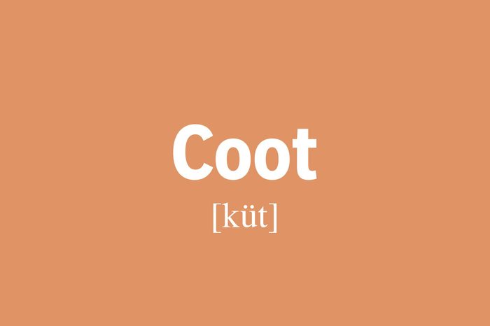 coot