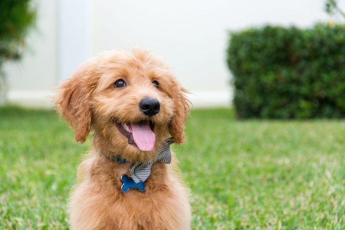 Cute Golden-doodle puppy with bow tie sitting outdoors with tongue sticking out.