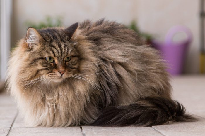 Cute long haired cat of siberian breed, furry hypoallergenic pet of livestock in relax outdoor. Adorable domestic animal