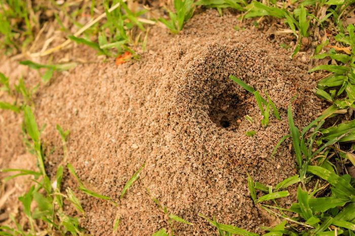 Ant's Hill with spherical cone consists of soil and sand digging from the ground 