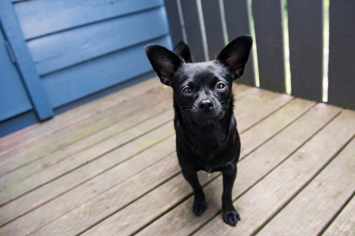 Tiny black mutt hangs out on the patio