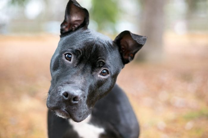 A black Pit Bull Terrier mixed breed dog listening with a head tilt