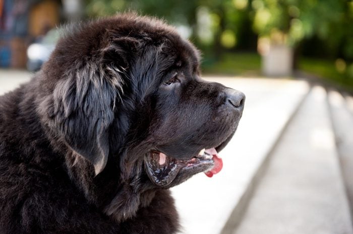 Single large black Newfoundland dog massive broad snout, lonely dog watching, head portrait in profile, animal photo taken in Poland, open air, summertime. Horizontal orientation.