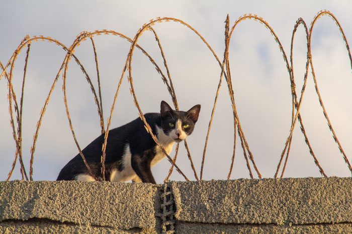 A black and white bicolor tuxedo cat with green eyes looks at the camera while sitting among barbed razor wire atop