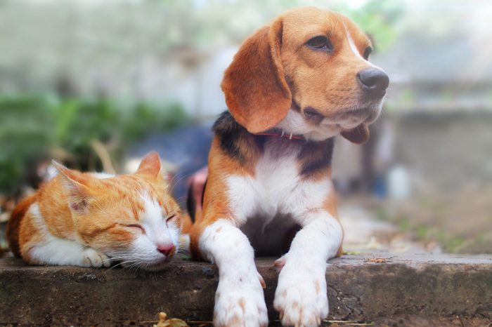 Beagle dog and brown cat lying together on the footpath outdoor in the park.