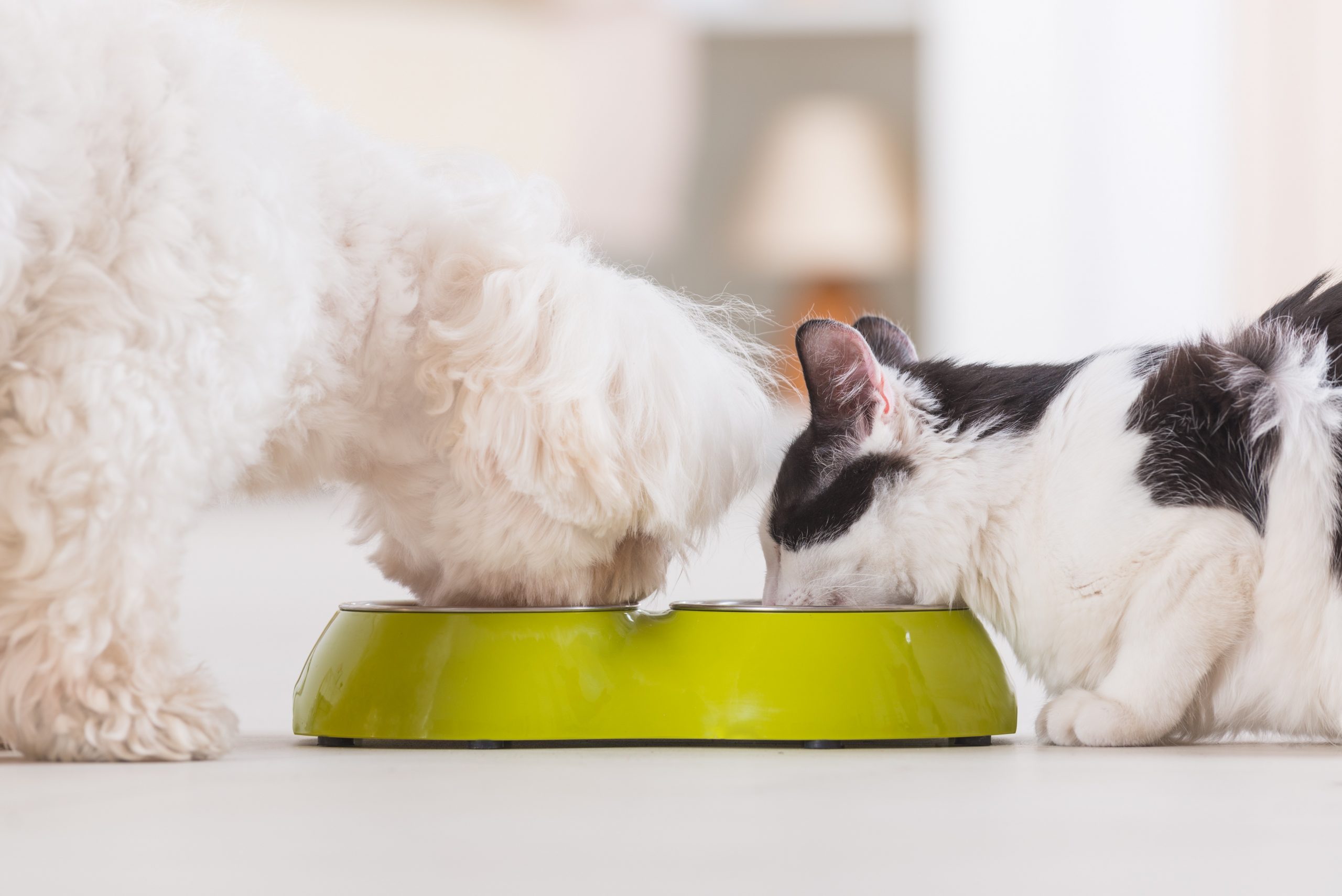 dog food safe for cats