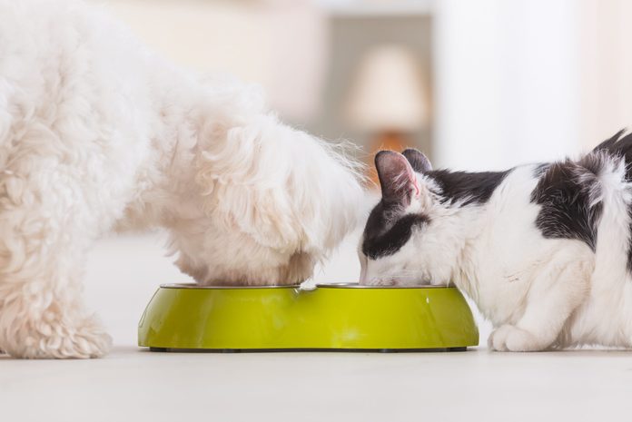 Can Cats Eat Dog Food? Reader's Digest