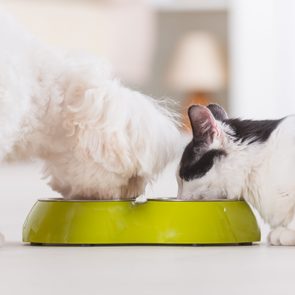 Little dog maltese and black and white cat eating food from a bowl in home
