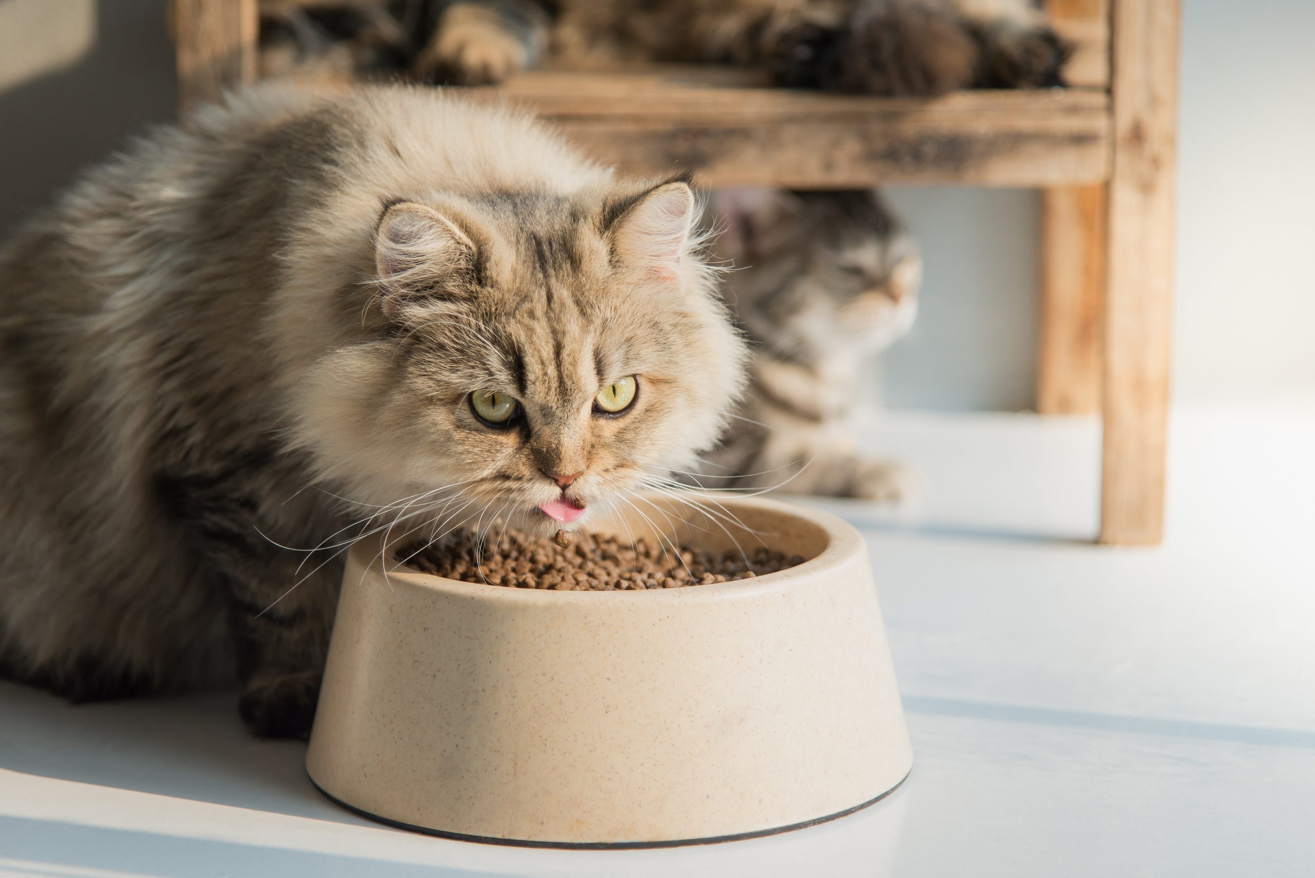 Cute persian cat eating dry food on white floor