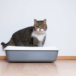 How Do Cats Automatically Know How to Use a Litter Box?