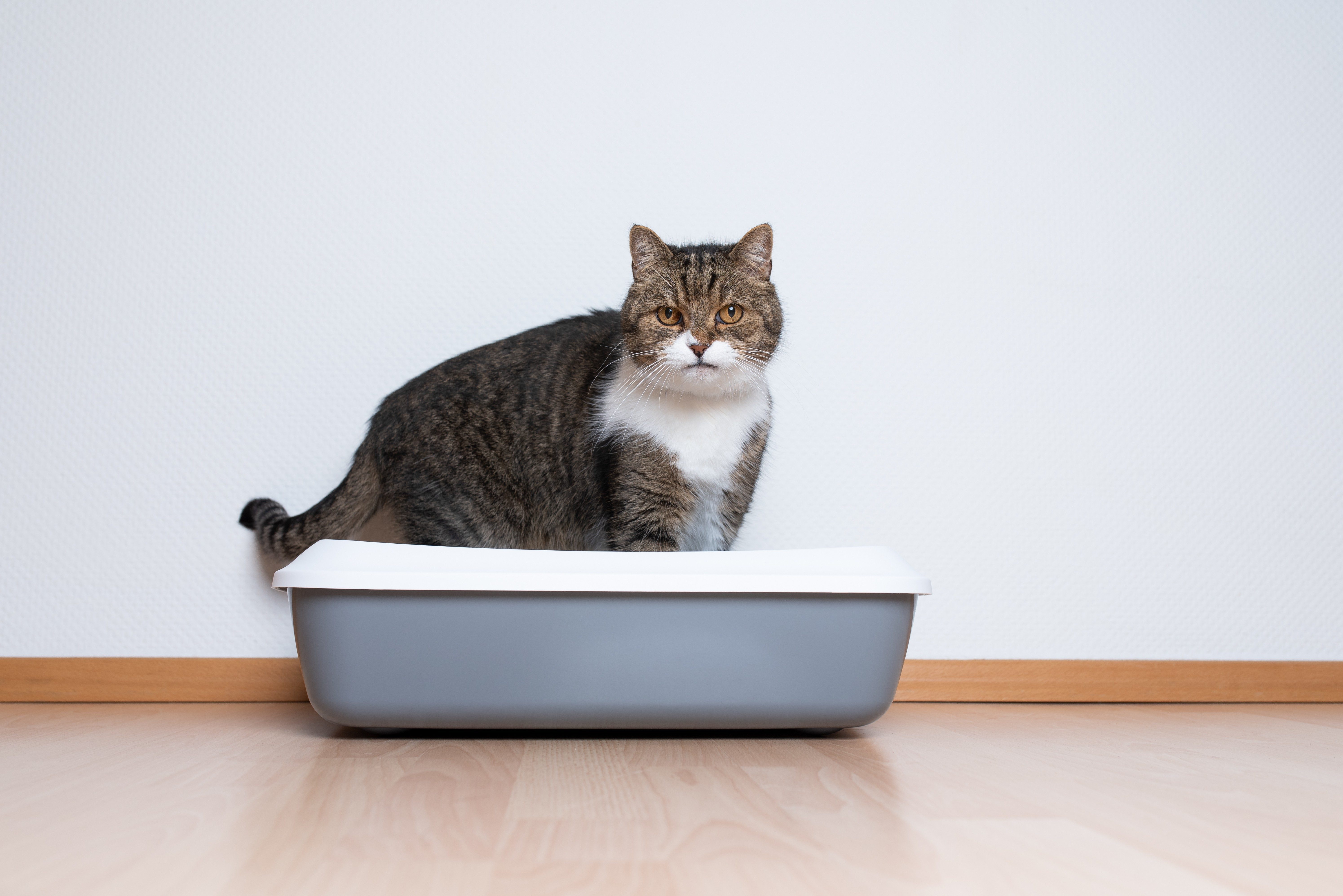 Top 10 Things You Should Know About Your Kitty's Litter Box