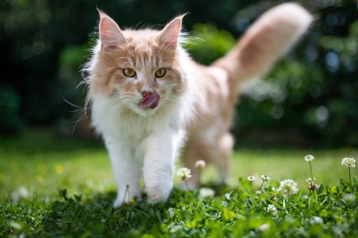 young cream tabby ginger white maine coon cat walking on grass with clover outdoors in the garden on a hot and sunny summer day looking ahead sticking out tongue licking over nose