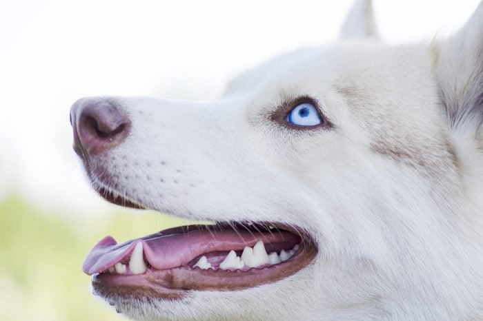 Husky dog profile portrait outdoors. Cute white siberian husky dog with blue eyes, showing its tongue and teeth