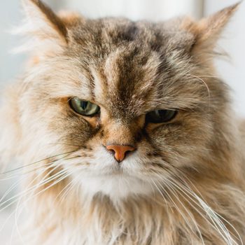 Closeup front facing portrait of a brown long haired adult cat looking straight ahead with soft focus of a window in the background