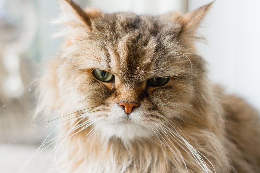 Closeup front facing portrait of a brown long haired adult cat looking straight ahead with soft focus of a window in the background