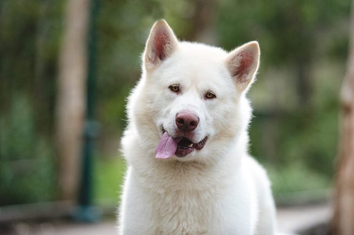 Funny face white dog