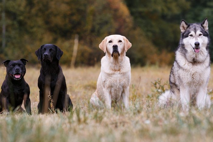 Various breeds of dogs sitting on autumn meadow