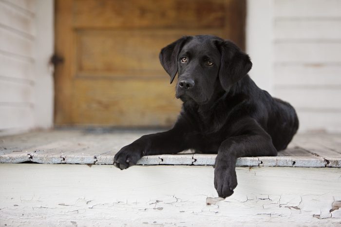 Beautiful black lab puppy lying on the front porch.