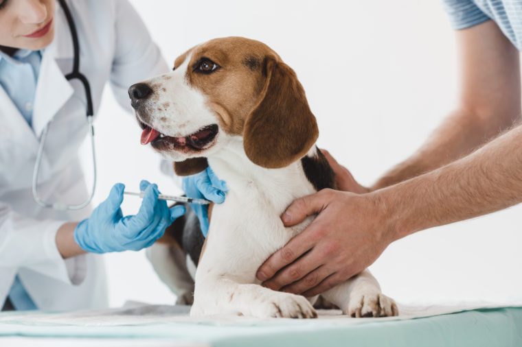 Imagen recortada del hombre sujetando beagle mientras veterinario haciendo inyección con jeringa