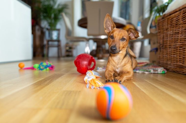 toys for bored dogs