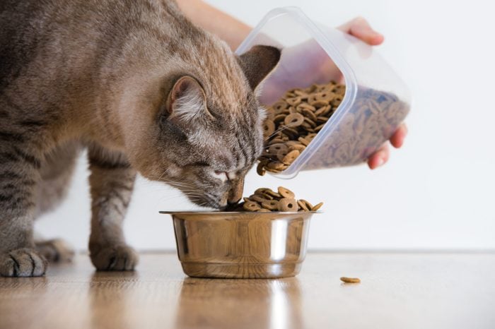 The Very Best Diet for Cats, According to Vets | Reader's Digest