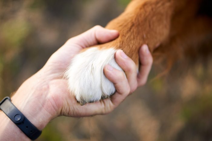 hand and paw of a big dog, a handshake with a pet. sports bracelets on hand, walk with a dog