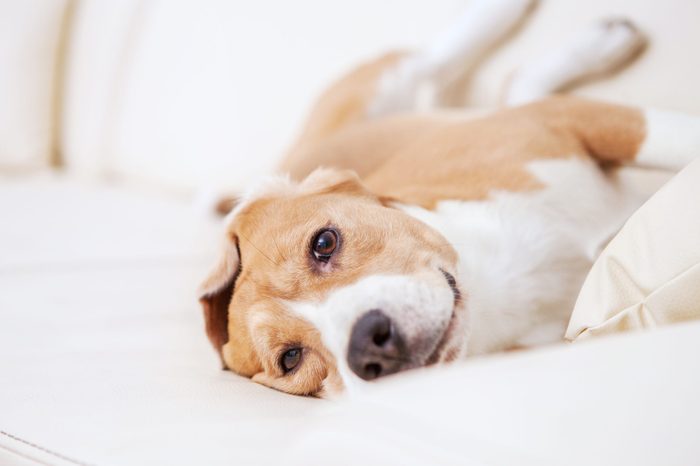 Purebred beagle dog lying on white sofa in luxury Hotel room
