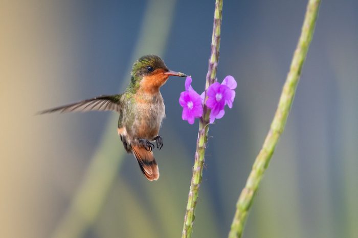 A female Tufted Coquette feeds on a purple Vervain flower in a tropical garden.