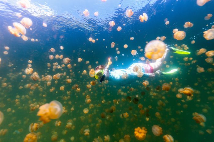Underwater photo of tourist woman snorkeling with endemic golden jellyfish in lake at Palau. Snorkeling in Jellyfish Lake is a popular activity for tourists to Palau.