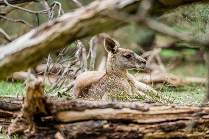 Small cute kangaroo in the park