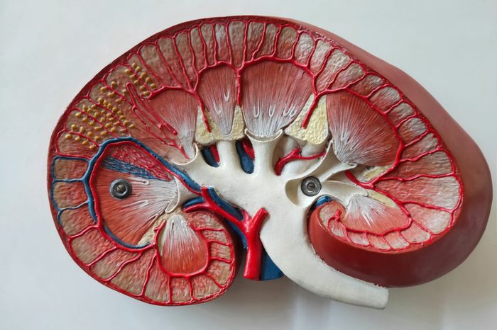 Human Kidney Model shows longitudinal section of right kidney.