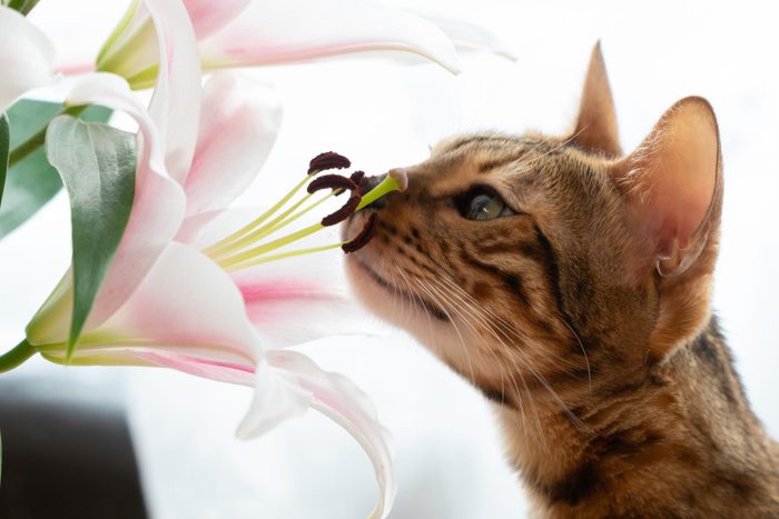 cute Bengal cat sniffs lilly flowers.