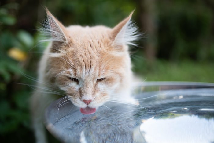 young cream tabby ginger white maine coon cat drinking water from a metal bowl outdoors in the back yard on a hot summer day sticking out tongue