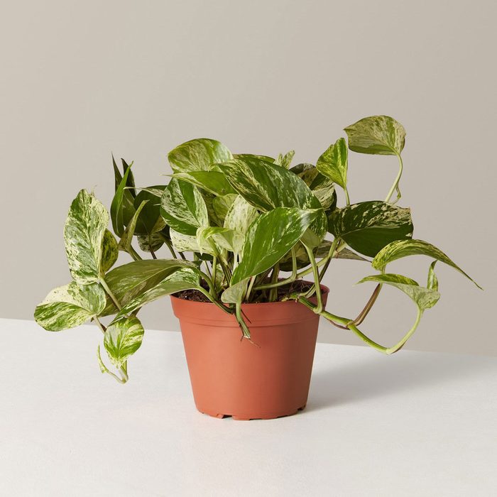 The Sill Marble Queen Pothos