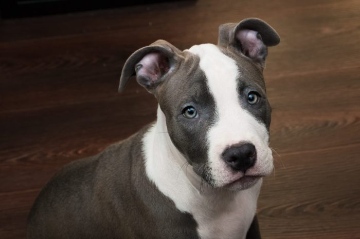 White and gray color Pitbull puppy sitting on a dark wood floor background. Blue nose staffordshire