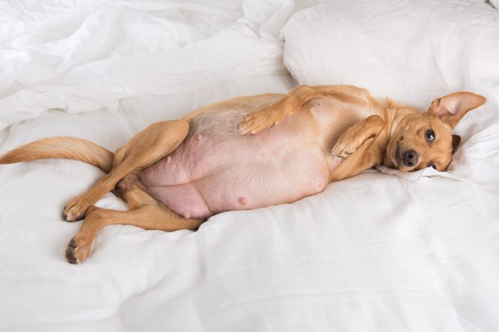 Pregnant Fawn Colored Terrier Mix Dog Relaxing on White Sheets