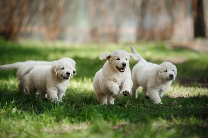 Little puppys Golden retriever, running around, playing in the summer park