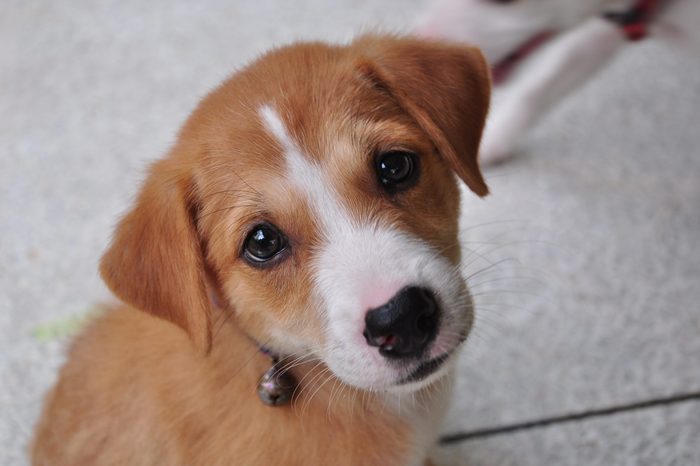 Brown puppy with white nose looking into camera with sad begging eyes