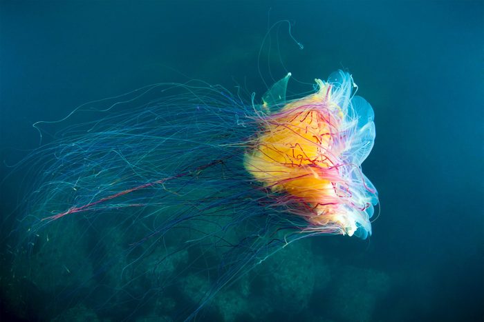 lion's mane jellyfish under water in sea of japan, Russia