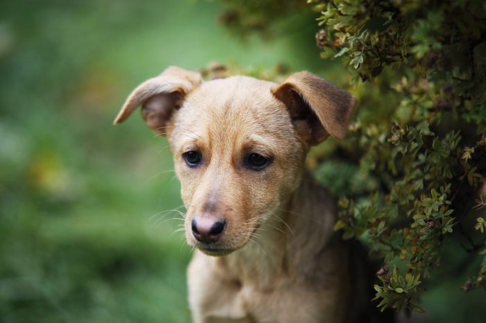 Cute puppy against green grass background. Snout close-up