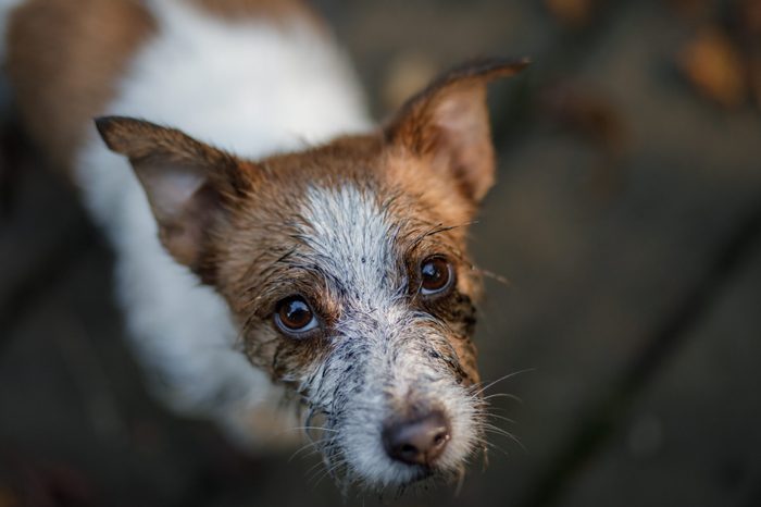 Why are puppy mills allowed to exist?