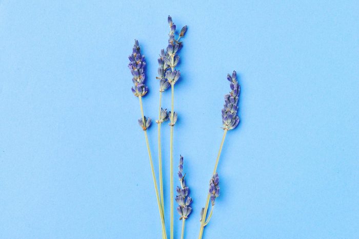 violet lavender flowers arranged on bright blue background. Top view, flat lay. Minimal concept. Dry flower floral composition. Pastel colors.